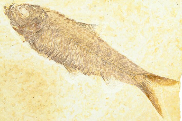 Detailed Fossil Fish (Knightia) - Wyoming #372339